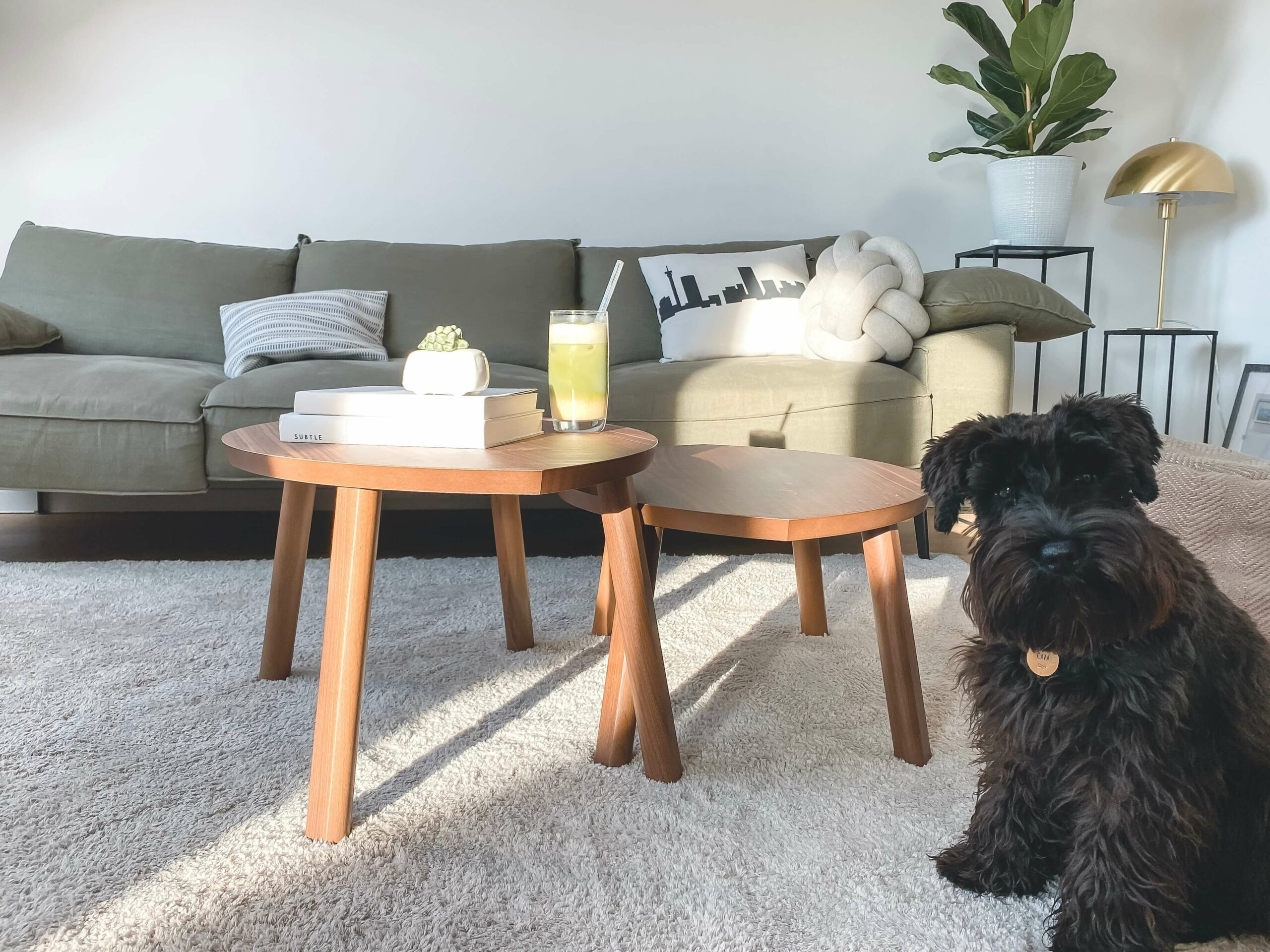 a dog in a living room